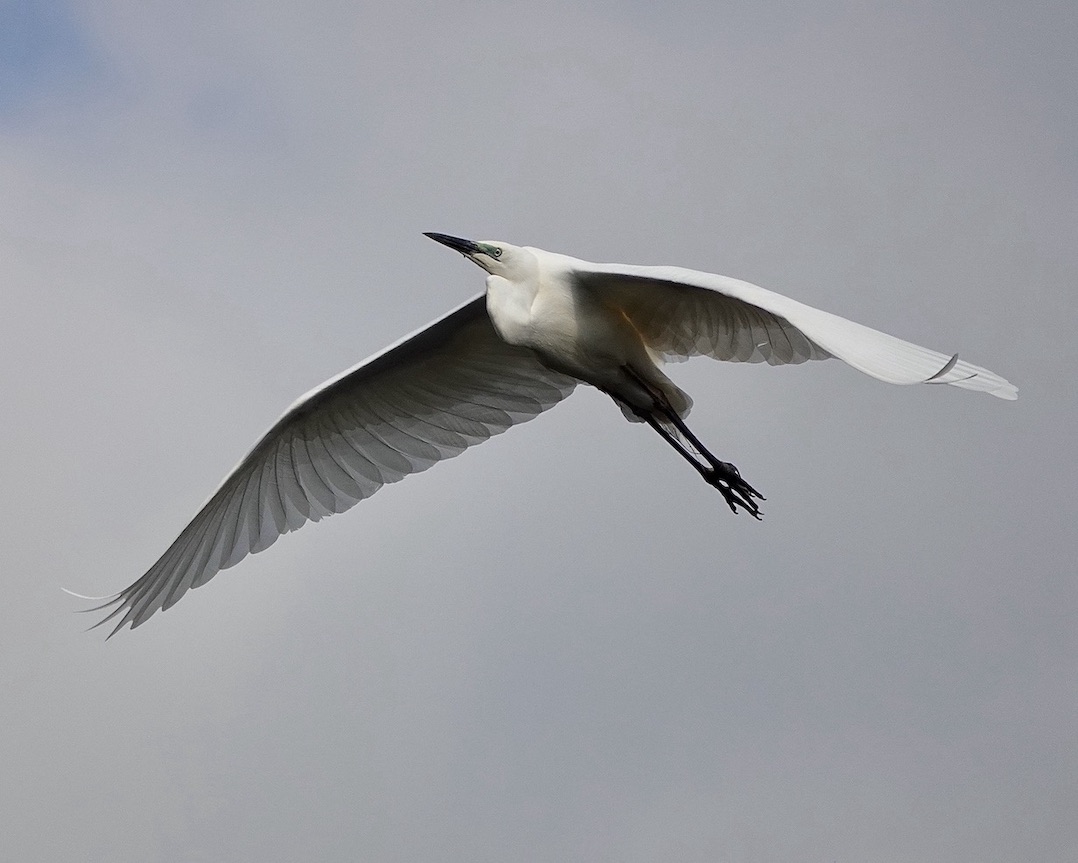 little egret